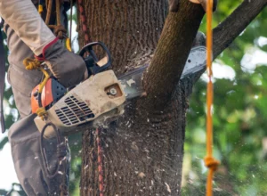 worker trimming tree branches using chainsaw worker trimming tree branches using chainsaw